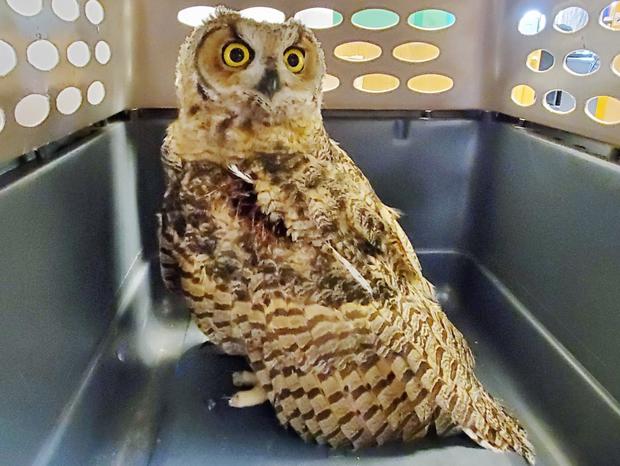 cpw owl rescue (CPWSE Region)9 