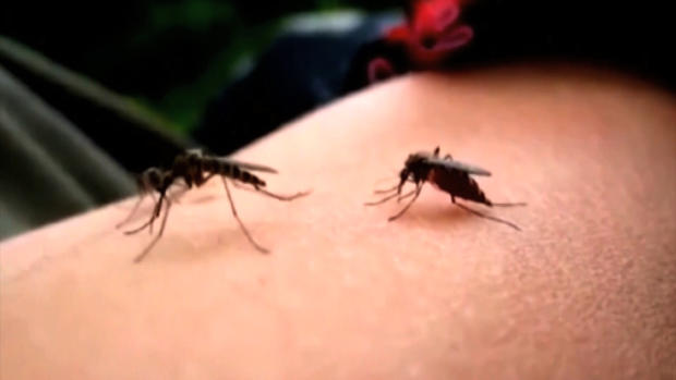 Mosquitos Generic 