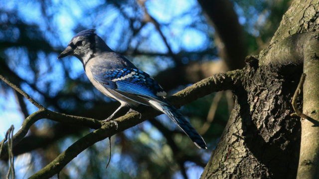 blue-jay-songbird.png 