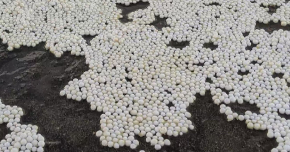 Torn Flotation Device Leads To Styrofoam Spill On Lake Tahoe CBS