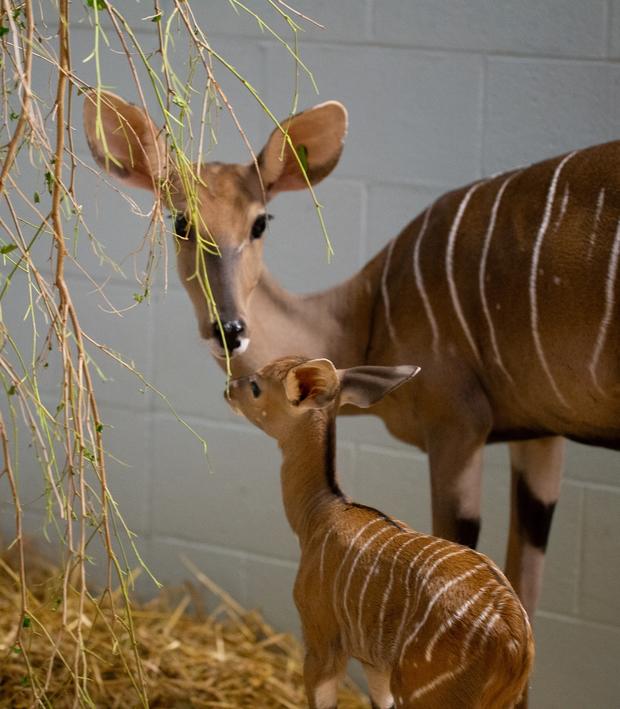 kudu-fjorda-and-baby-girl 