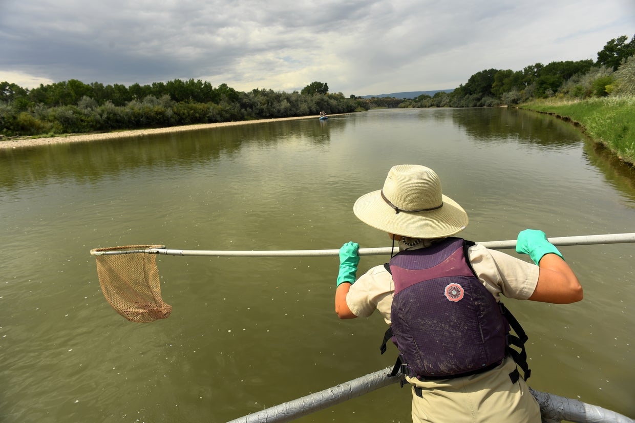 US Proposes Removing Colorado River Fish's Endangered Status - CBS Colorado