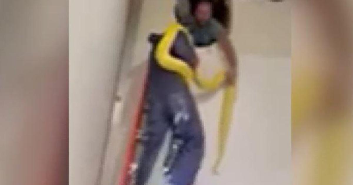 A 12-foot Burmese python has been loose in a Louisiana mall store for days