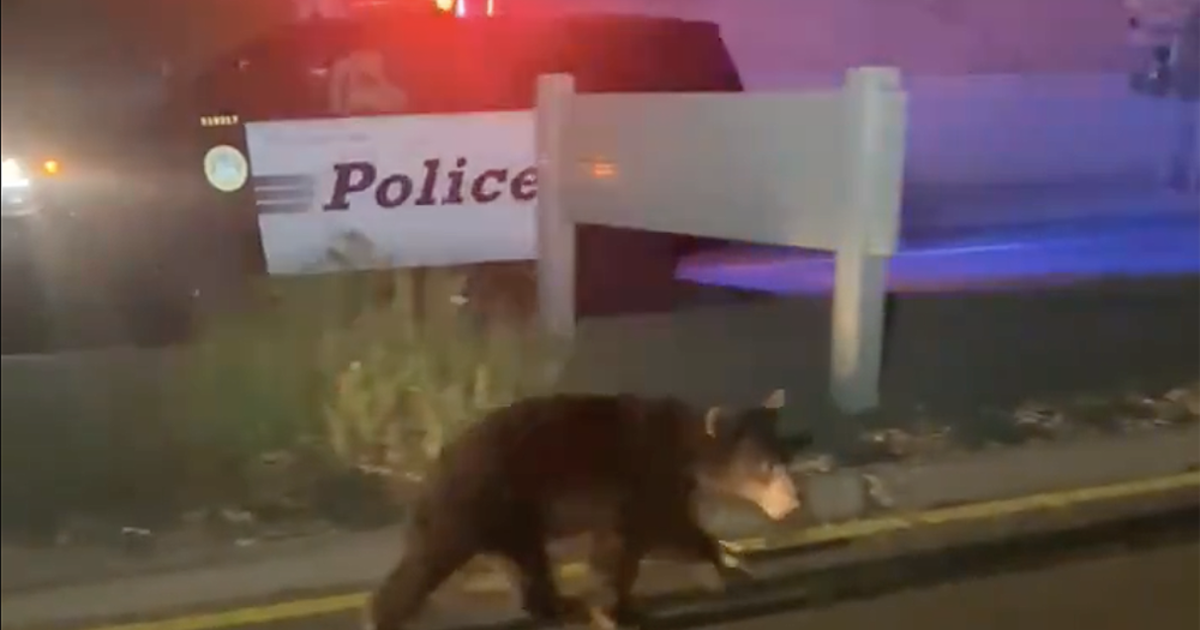 Caught On Video Bear Cub Takes Midnight Stroll Through Thousand Oaks