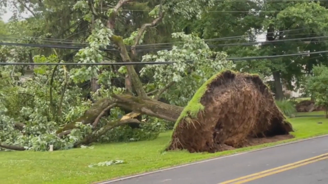 doylestown-tree.png 