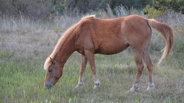 Assateague-Horse.jpg 