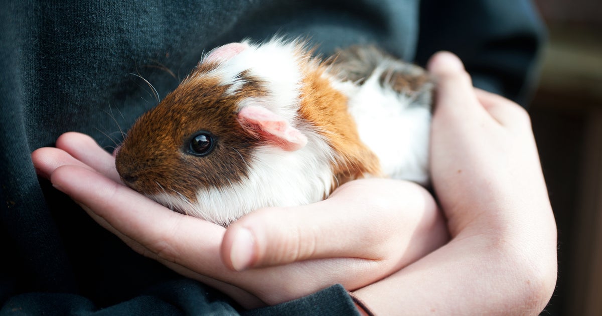 More than 400 guinea pigs found in South Los Angeles home, rescue team asks public for help 