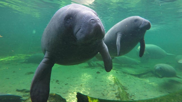 Manatees swimming in Florida 