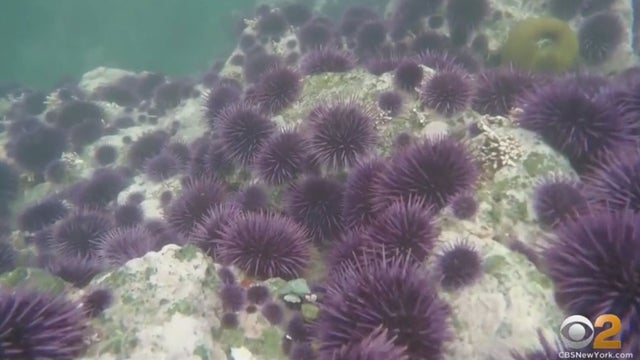 sea-urchins.jpg 