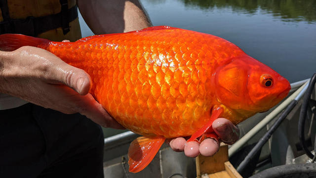 mn-goldfish2.jpeg 