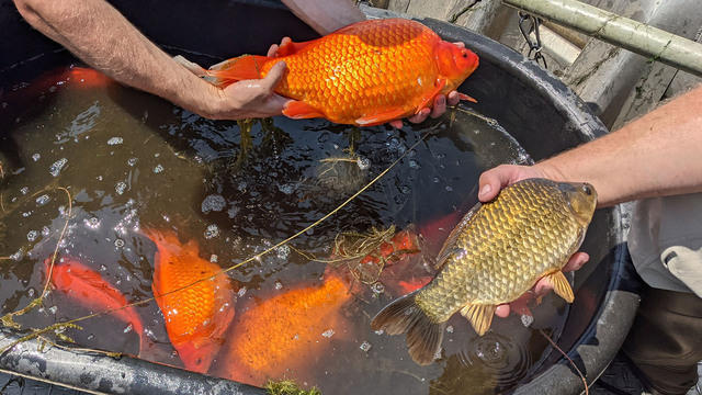 social-goldfishinvasivespecies-752895-640x360.jpg 