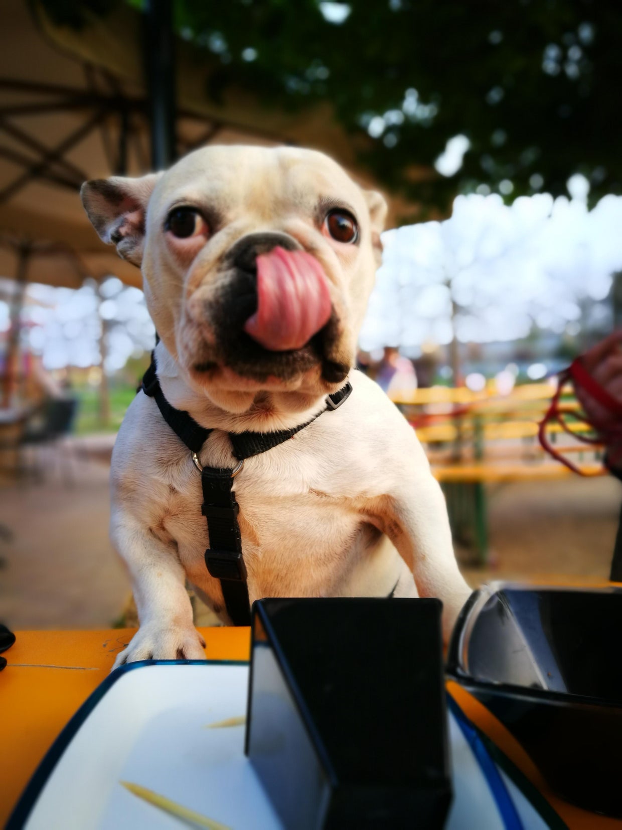 Bulldog, Mia 