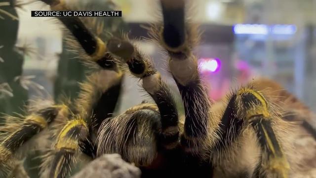 UC Davis Professors Ask Public to Help Name New Spider Species