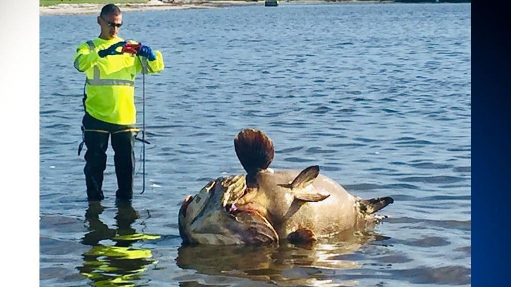 Dead Giant Goliath Groupers Wash Ashore During Red Tide Fish Kill In ...