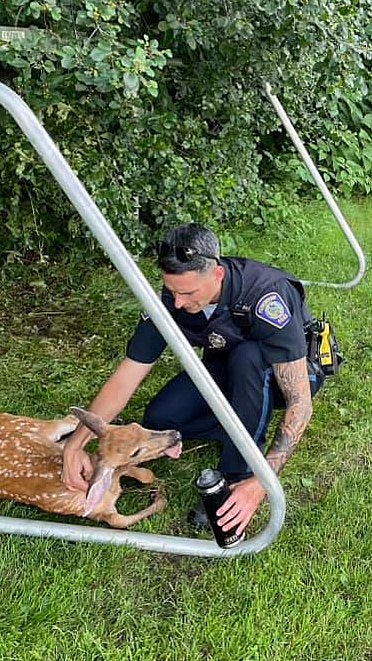 Foxboro Police Officer Frees Deer From Soccer Net CBS Boston