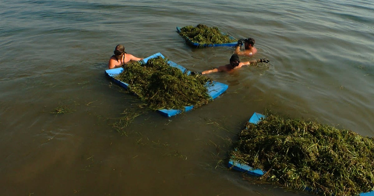 'The Perfect Storm' Causing Minnesota Lake Weeds To Run Amok CBS