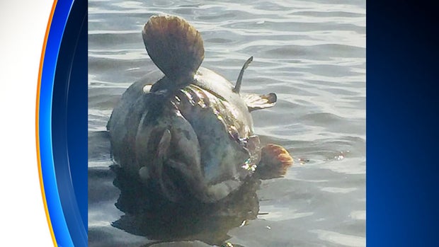 dead goliath grouper_1 
