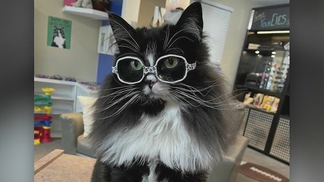 truffles-eye-doctor-cat.jpg 