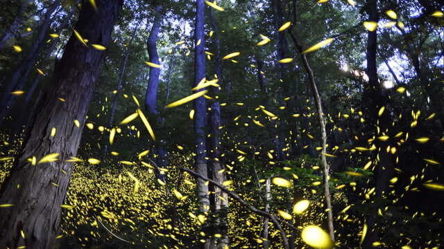 fireflies-756057-640x360.jpg 