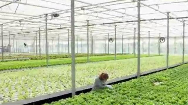 indoor-organic-farming.jpg 