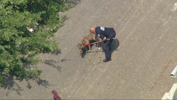 dog attack 
