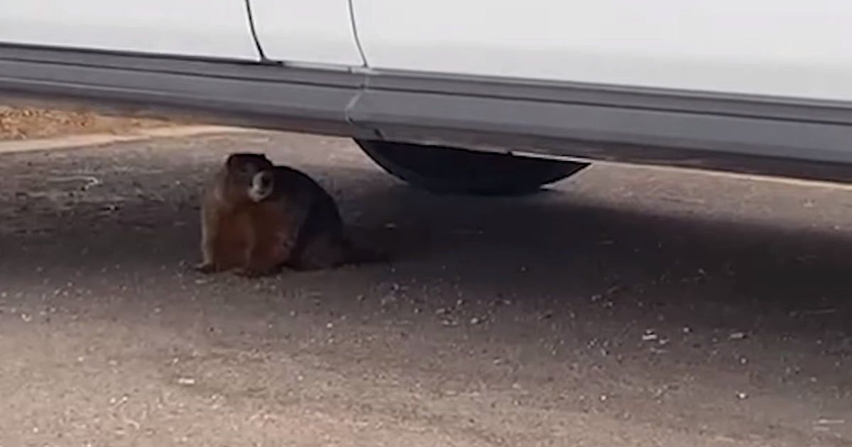 Stowaway Marmot From Colorado Caught 600 Miles Away In Arizona - CBS ...