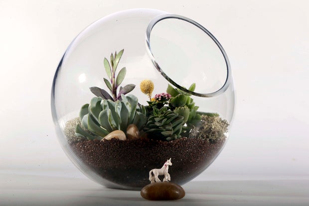 Terrarium 