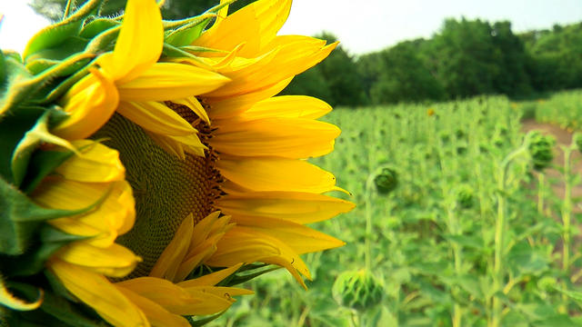 Buffalo-Sunflower-Field.jpg 