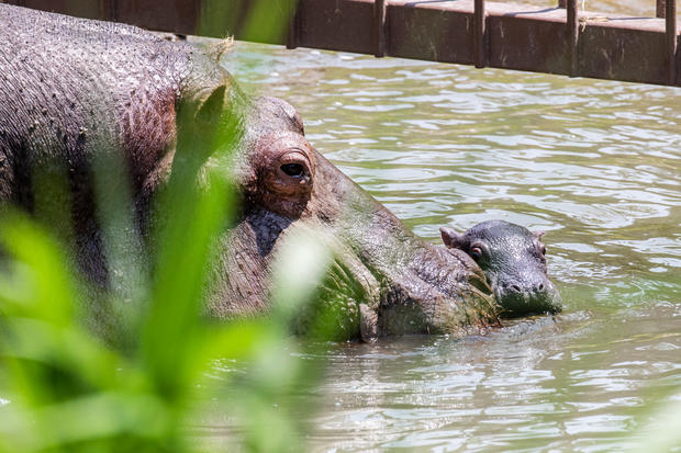 CMZoo Hippo Zambezi and baby 3 