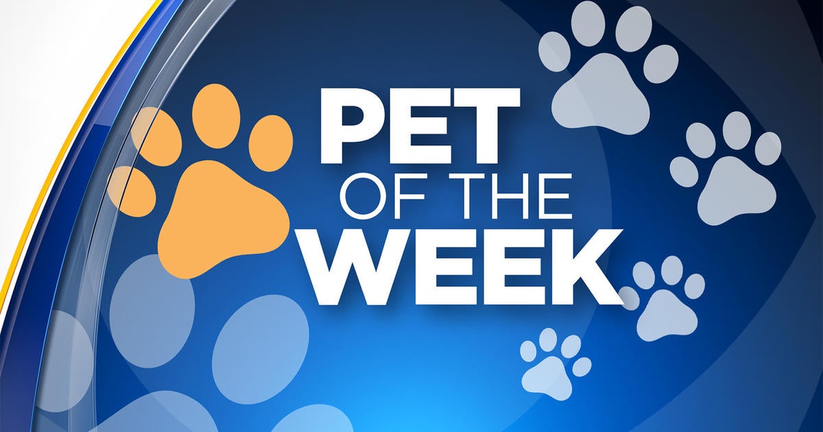 Pet Of The Week - CBS Colorado