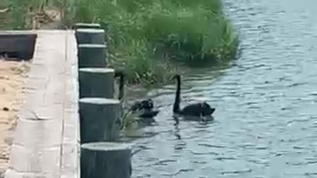 Black-Swan-Rescue.jpg 