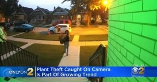 'They're Not There' Doorbell Camera Captures Plant Poacher In Action ...