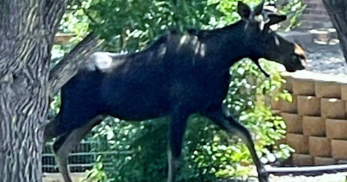 CPW Teams Up With U.S. Army To Relocate 750 Lb. Bull Moose - CBS Colorado