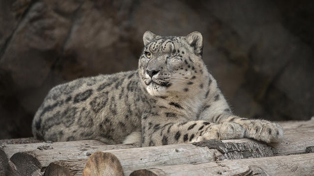 san-diego-zoo-snow-leopard-covid.jpg 