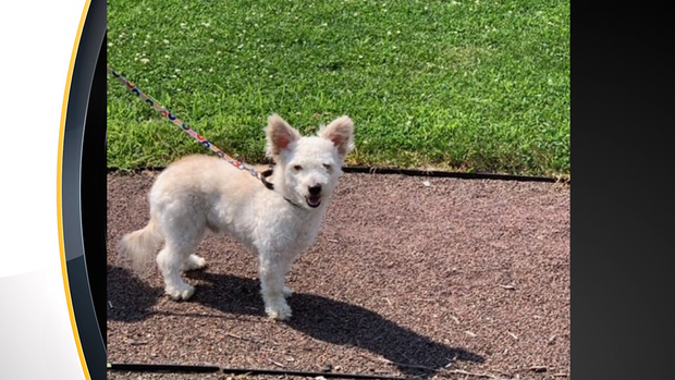 ross-township-dog-louie 