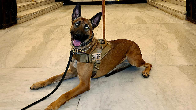 k9-Sammi.jpg 