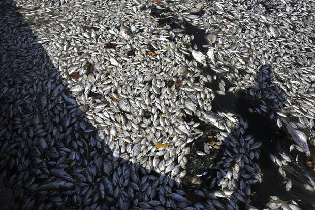 Red Tide In Florida's Tampa Bay Leaves Dead Fish Along Coastline 
