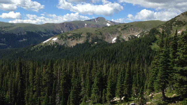 CU Tree Heat Death 1 (subalpine forest from Niwot Ridge west of Boulder. Credit Robert Andrus) 