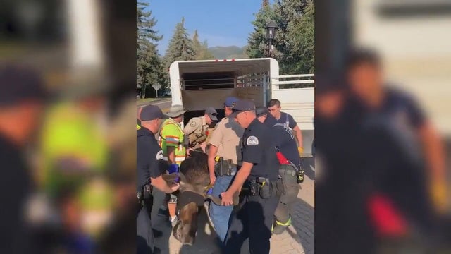 VAIL BULL MOOSE RESCUE VO.transfer_frame_460 