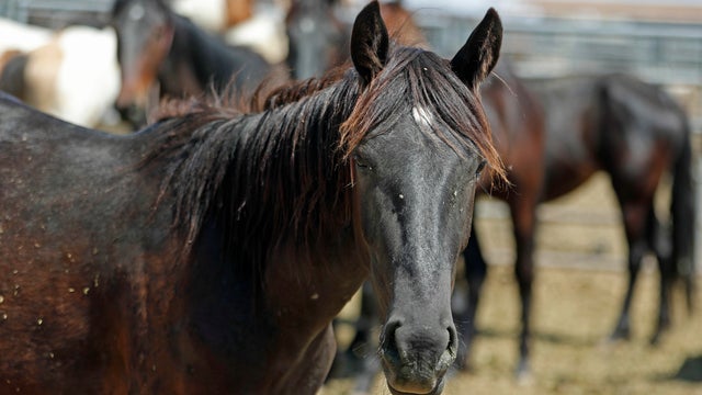 Trump Bureau Of Land Management Budget Seeks To Cull U.S. Wild Horses 