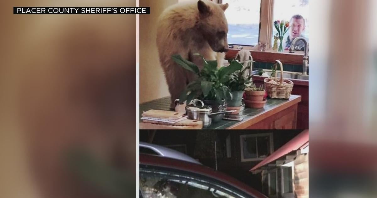 4 Bear Break-ins Reported In 2 Days In Lake Tahoe - Cbs Sacramento