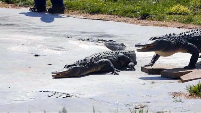 0731-satmo-gatorsanctuary-763876-640x360.jpg 