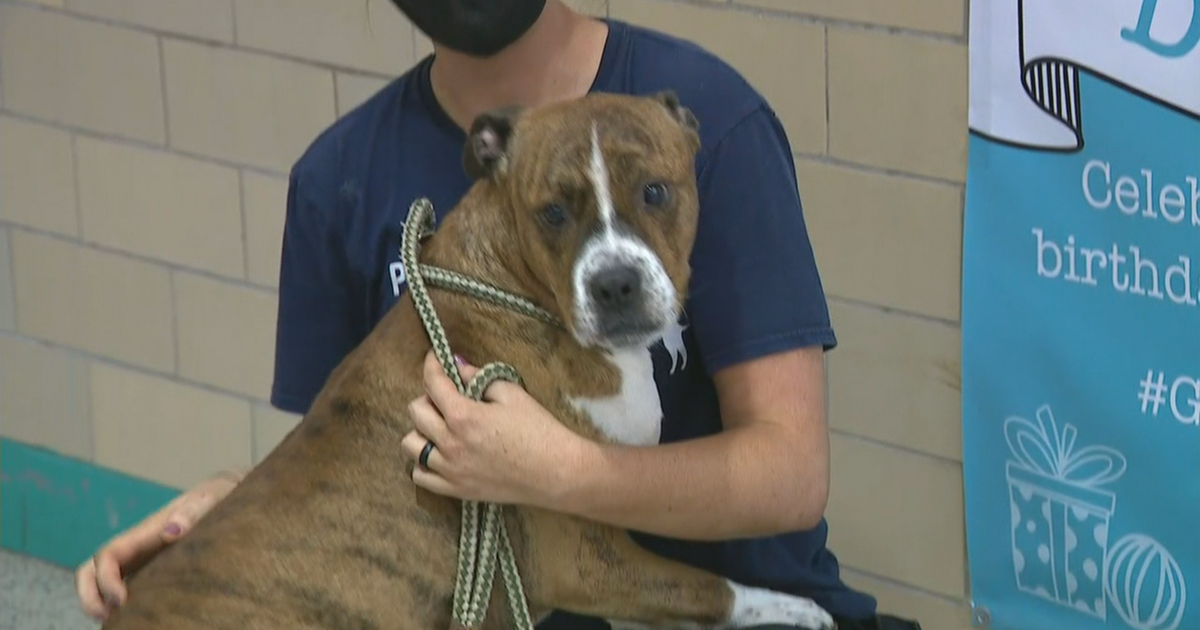 Pennsylvania SPCA Celebrates 'Dogust First' With Its Adoptable Pups