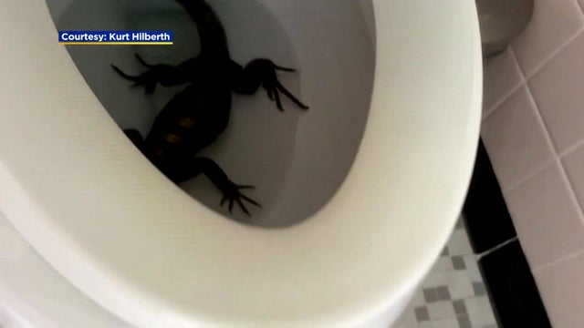 19-VO-IGUANA-IN-TOILET_WFOR49W9.jpg 