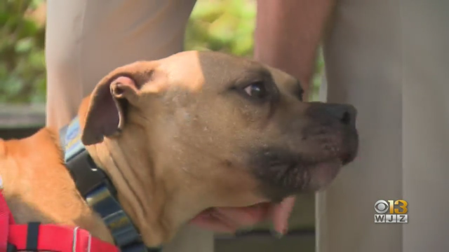 Maryland-SPCA.png 