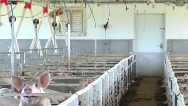possible-pork-shortage.jpg 