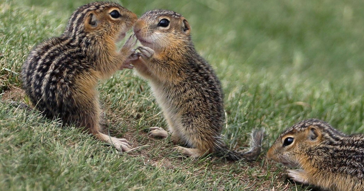 Some areas of South Lake Tahoe closed after chipmunks test positive for(00)