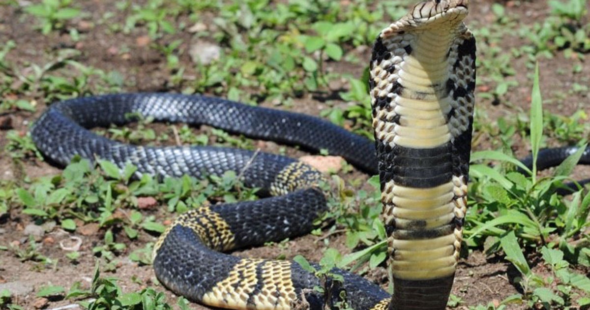 Killer 6 Foot Cobra Possibly On The Loose In Grand Prairie, Police Say
