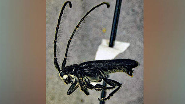 Alampyris fuliginea beetle 