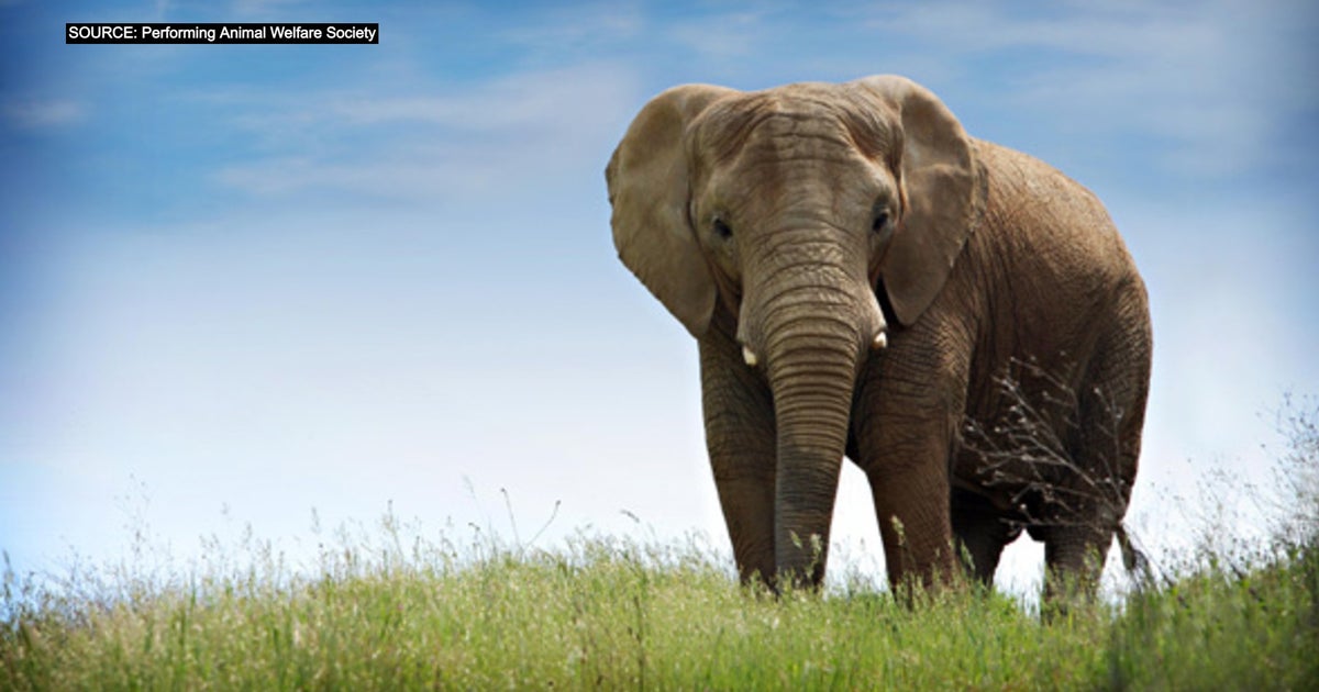 Maggie The African Elephant In Care Of San Andreas Wildlife Sanctuary
